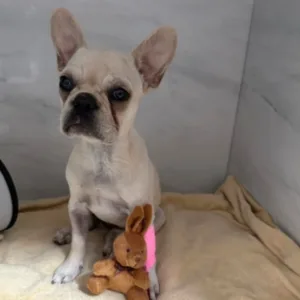 Foto: @centroveterinariofloresta/Reprodução