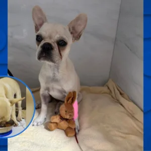 Cadelinha que ingeriu 55 pedras de crack piora e é transferida em estado crítico