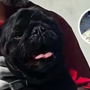 Foto: Secretaria de Proteção e Cuidado Animal/Reprodução