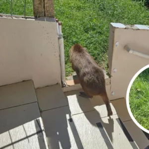 Capivara é resgatada após invadir área residencial de Florianópolis