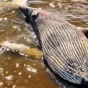 Carcaça de baleia-jubarte é encontrada na Baía Babitonga, em SC