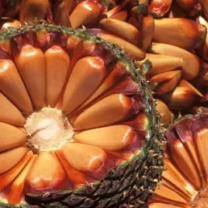 Celesc alerta para riscos na colheita do pinhão em SC