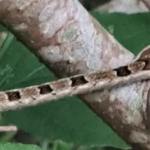 Cobra é encontrada dentro de casa no Campeche e assusta moradores