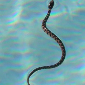 Cobra é encontrada dentro de piscina em São José | Foto: Imagem ilustrativa | Canva/Reprodução