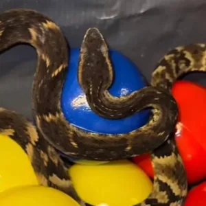 Cobra venenosa é encontrada em brinquedo infantil