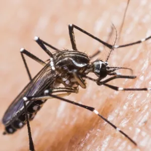 Concórdia confirma três novos casos de Chikungunya