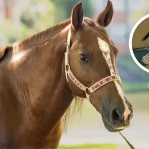 Dois anos após enchentes no RS, cavalo Caramelo vive nova fase e atrai visitantes | Foto: Bruna Linck/Ascom Ulbra
