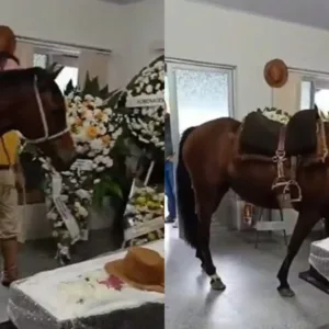 Égua se despede de dono durante velório e emociona moradores em Blumenau