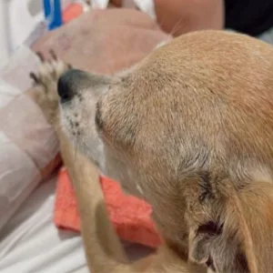 “Ele esperou por ela”: cadelinha visita tutor no hospital e ele morre após despedida