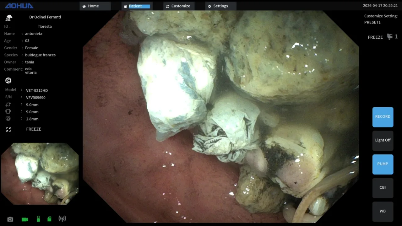 Filhote de bulldog francês ingere 55 pedras de crack em SC