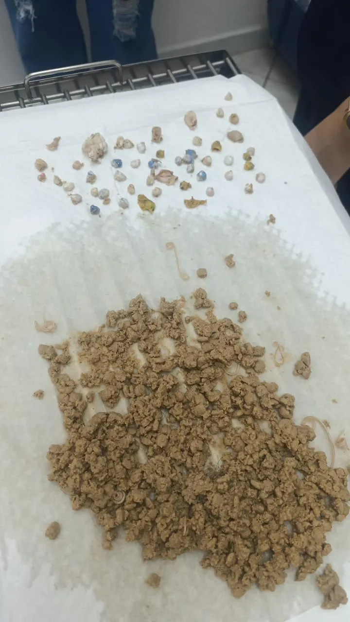 Filhote de bulldog francês ingere 55 pedras de crack em SC