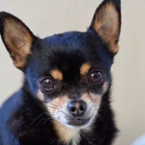 Florianópolis oferece 'plano de saúde' vitalício para pets