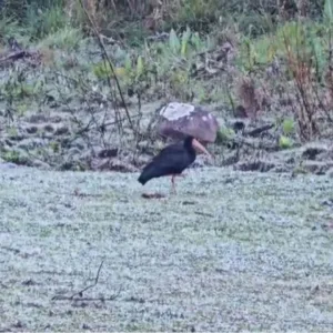 Geada e 0°C em São Joaquim: pássaro desafia o frio intenso