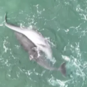 Golfinhos são flagrados 'namorando' em SC | Reprodução/@jooosimar/@faroldesantamarta