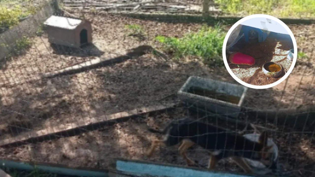 Homem é preso após polícia flagrar cães sem água e com comida mofada em SC