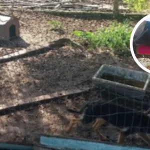 Foto: PMSC/Reprodução