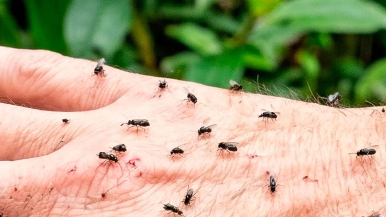 Infestação de maruim preocupa moradores e causa alerta