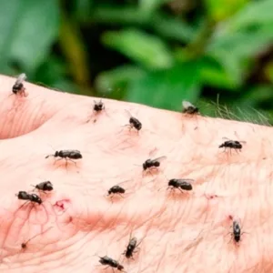 Infestação de maruim preocupa moradores e causa alerta