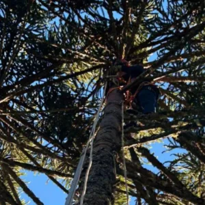 Jovem morre por descarga elétrica em colheita de pinhão | Imagem ilustrativa