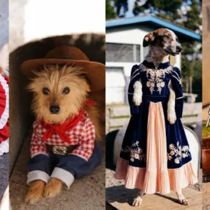 Lages usa IA para incentivar adoção de cães na Festa do Pinhão | Arte: Prefeitura de Lages