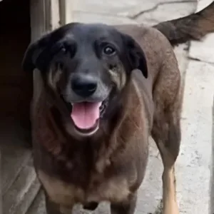 MP pede nova análise no caso do Cão Orelha demais cães da Praia Brava