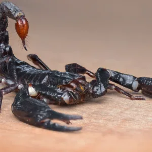 Mais de 100 escorpiões são encontrados em condomínio em Biguaçu.| Foto: Banco de imagens do Canva