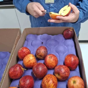 Nova certificação da maçã reduz custos para produtores de SC