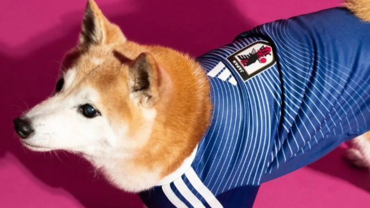 Adidas lança camisas da Copa do Mundo de 2026 para cães. | Foto: Divulgação/Adidas/Reprodução SBT News