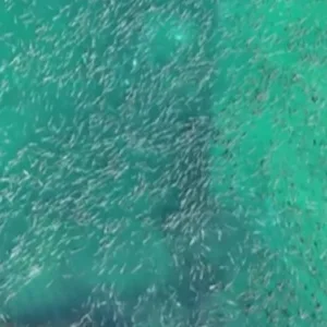 Cardume de tainhas impressiona ao cercar navio naufragado em SC