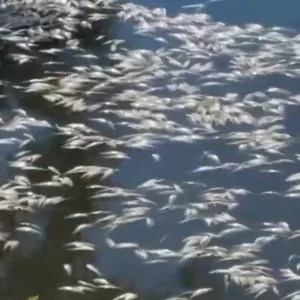 Peixes são encontrados mortos em rio de Florianópolis; veja o vídeo