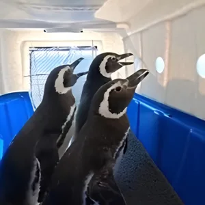 Pinguins resgatados em SC e PR voltam ao oceano após reabilitação