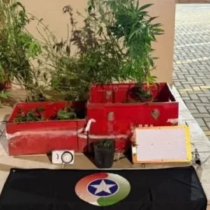 Polícia Militar descobre estufa e plantação de maconha em Lages