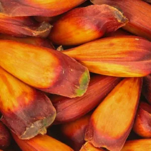 Preço do pinhão varia até 100% em mercados de Lages | Fotos: Fábio Pavan
