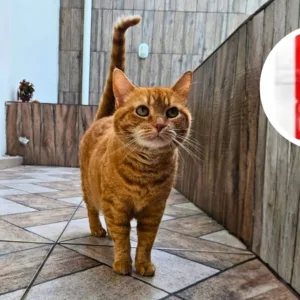 Ração com glúten pode afetar celíacos com pets em casa