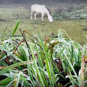 São Joaquim registra geada no último dia de abril