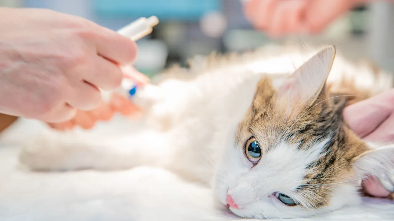 Surto de doença contagiosa em gatos deixa cidade de SC em alerta
