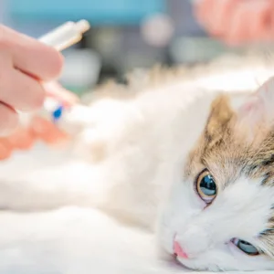 Surto de doença contagiosa em gatos deixa cidade de SC em alerta