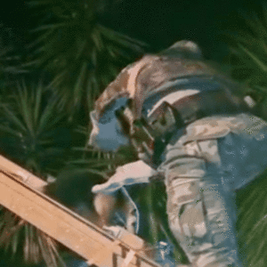 Tamanduá sobrevive a ataque e é resgatado em Guaramirim | Divulgação / PMA 