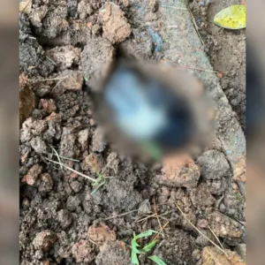 Tutor de cadela enterrada vidac é denunciado pelo MPSC