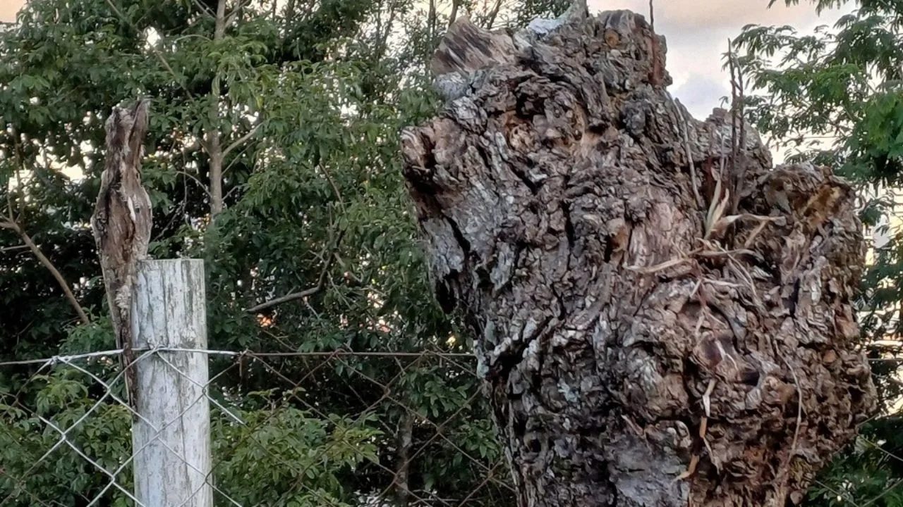 Urutau é registrado em visita inusitada na Epagri Lages