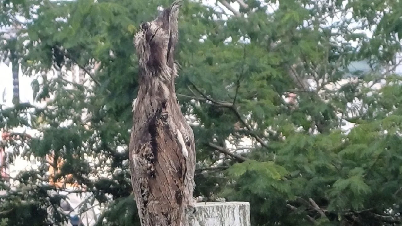 Urutau é registrado em visita inusitada na Epagri Lages