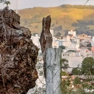 Urutau é registrado em visita inusitada na Epagri Lages | Foto: Marlise Nara Ciotta