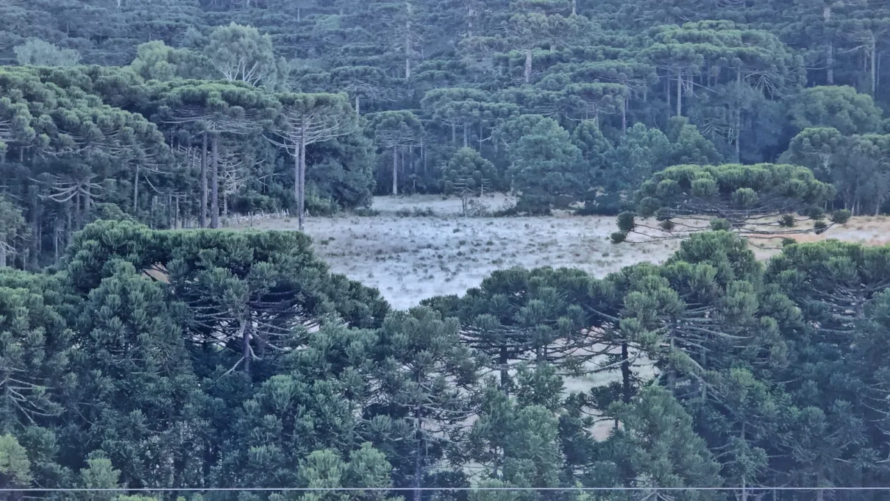 Geada e 0°C em São Joaquim: pássaro desafia o frio intenso