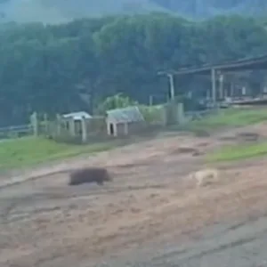 Homem escapa de ataque de javali em SC | Imagem: Reprodução/Câmeras de videomonitoramento