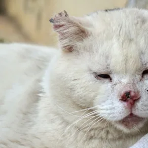 400 gatos são encontrados em apartamento em Concórdia  | Foto: banco de imagens 