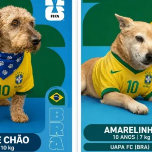 À espera de um lar, cães viram estrelas de álbum de figurinhas da Copa do Mundo