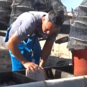 Alerta vermelho no litoral calor mata 90% ostras e ameaça economia do setor | Foto: reprodução/ SCC SBT 