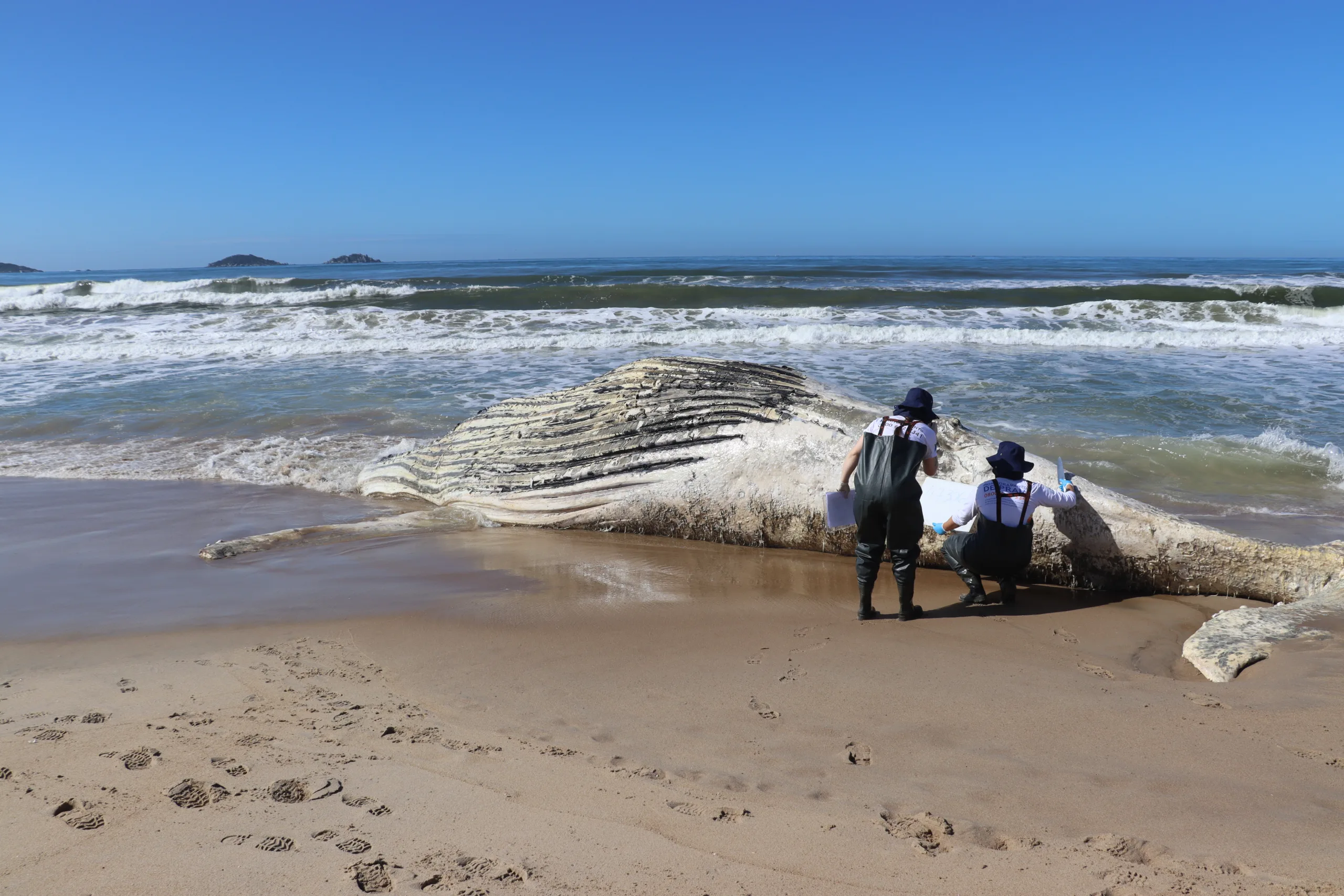 Baleia de 30 toneladas é encontrada morta em praia de SC