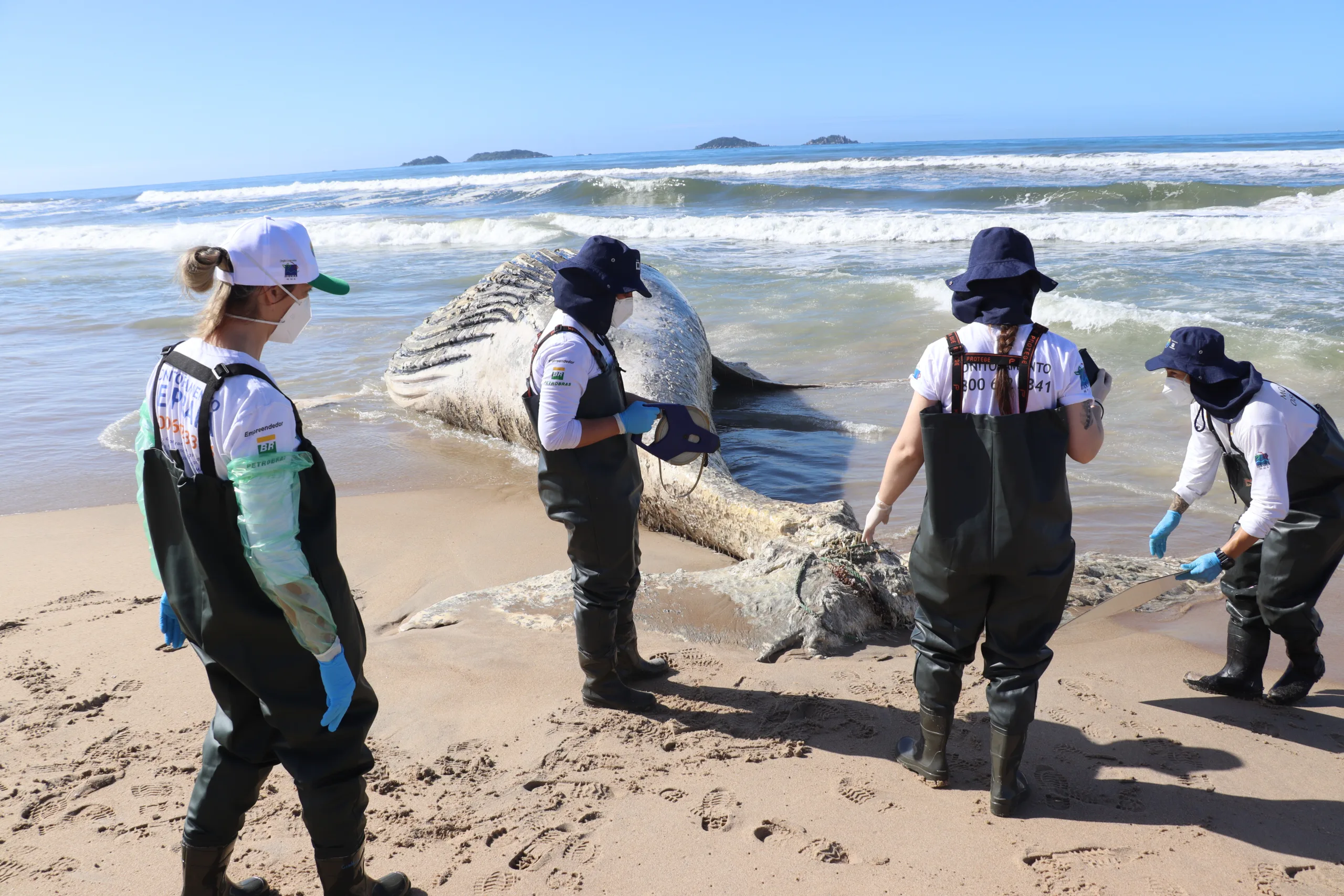 Baleia de 30 toneladas é encontrada morta em praia de SC
