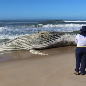 Baleia de 30 toneladas é encontrada morta em praia de SC